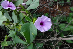 Argyreia involucrata